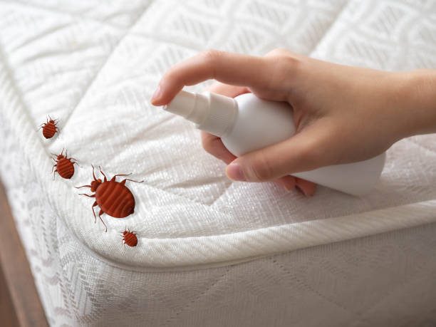 Best Termite Control Services  in Carey, OH