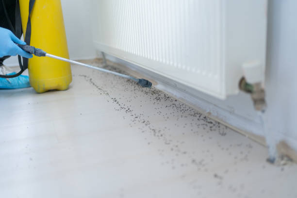 Best Flea Control Services  in Carey, OH